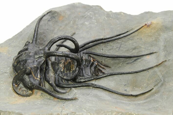 Crazy, Spiny Dicranurus Trilobite - Atchana, Morocco #350476